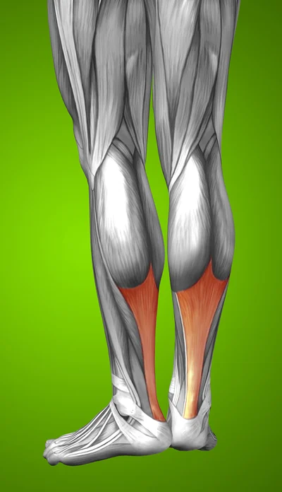 Illustration of human leg muscles with the Achilles Tendon highlighted