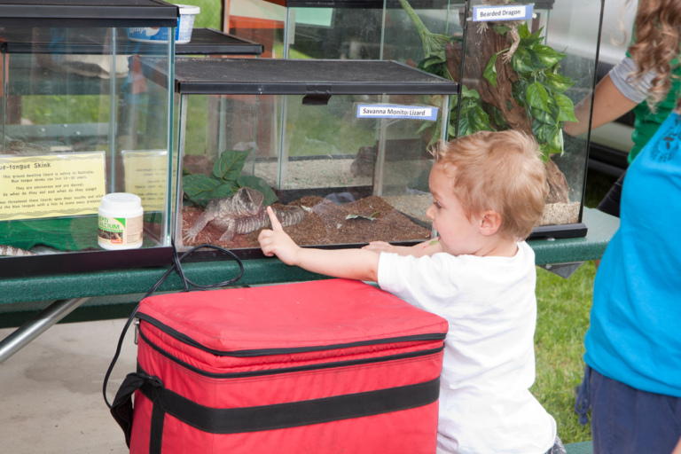 A very young boy patient touching the glass terrarium with a Savanna Monitor Lizard