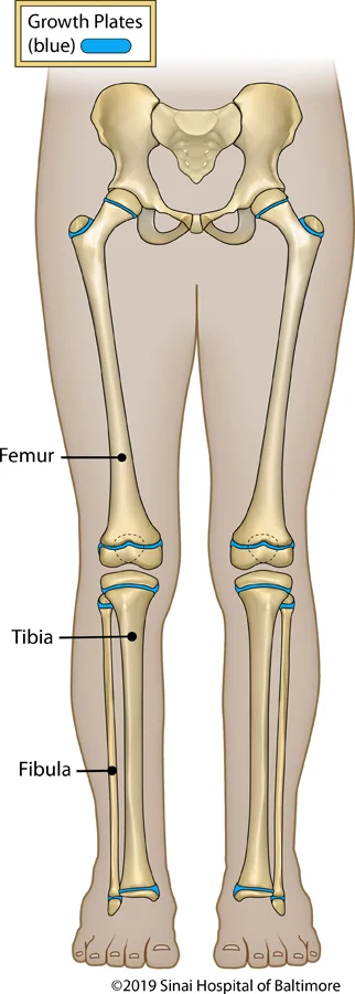 Illustration showing normal growth plates in a child's femur, fibula, and tibia.