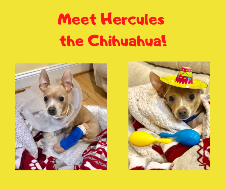 Hercules the Chihuahua with a cast on his leg