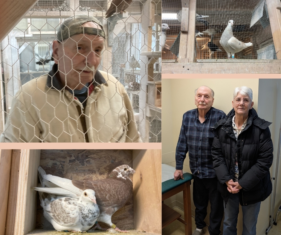 Collage of Thomas in his pigeon coop, some of his pigeons, and Thomas and his wife, Marge, standing together in the ICLL clinic